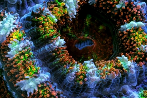 A korallzátonyok rejtelmei
