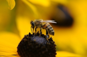 Idén is felmérik a méhpusztulások kockázatát