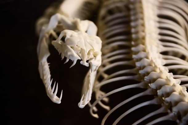 Ősállat csontváz - a kép illusztráció
Forrás: pixabay.com