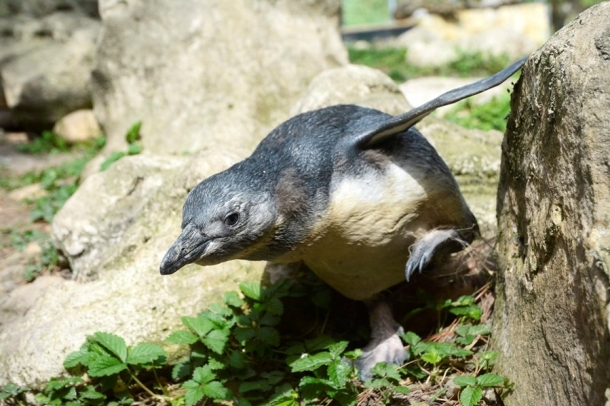 Pápaszemes pingvin
Forrás: MTI
Szerző: MTI Fotó: Mészáros János