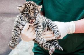 Jaguár született a győri állatkertben