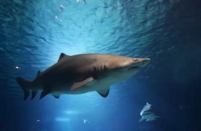 Több mint száz cápát vadásztak le