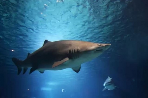 Több mint száz cápát vadásztak le