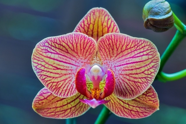 Orchidea
Forrás: pixabay.com
