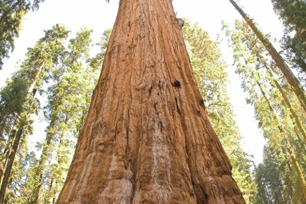 General Sherman fa a Kaliforniai Sequoia Nemzeti Parkban
Forrás: upload.wikimedia.org
Szerző: Jim Bahn
