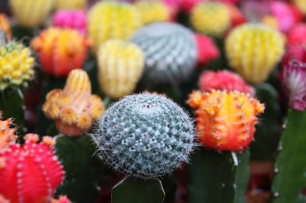 Kaktuszok
Forrás: pixabay.com