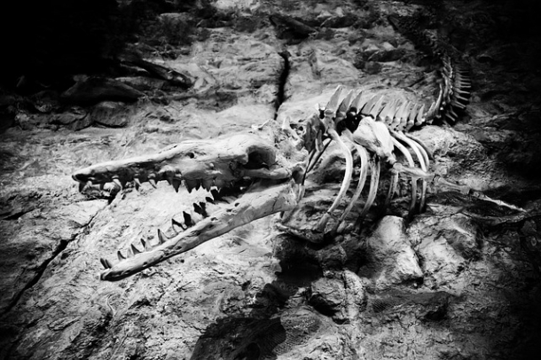 Dinoszaurusz csontváz
Forrás: www.publicdomainpictures.net