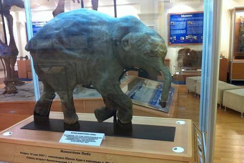 Múzeumban a mamutbébi