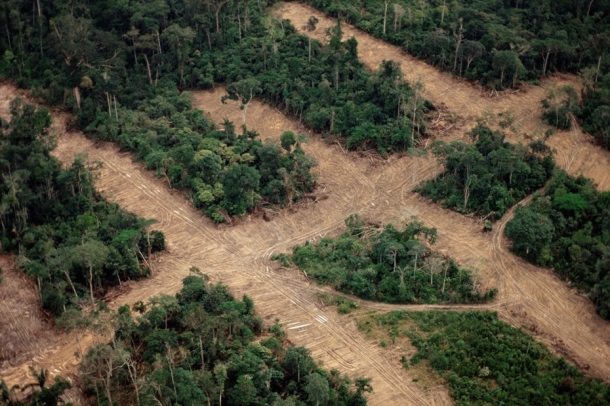 Amazonas erdőírtás
Forrás: WWF
Szerző: Staffan_Widstrand