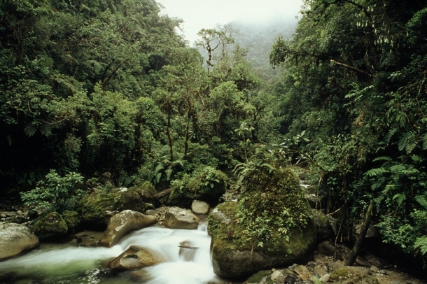 Amazonas medence
Forrás: WWF
Szerző: Andre Bartschi