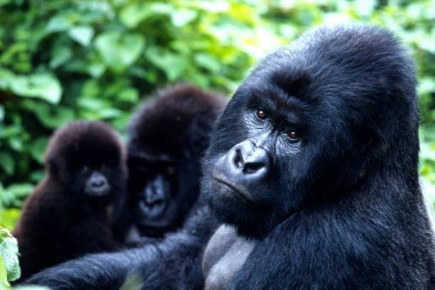 Gorillák a Virunga Nemzeti Parkban
Forrás: WWF
Szerző: Martin Harvey