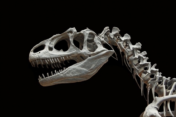 Egy dinoszaurusz (alloszaurusz) csontváza
Forrás: pixabay.com