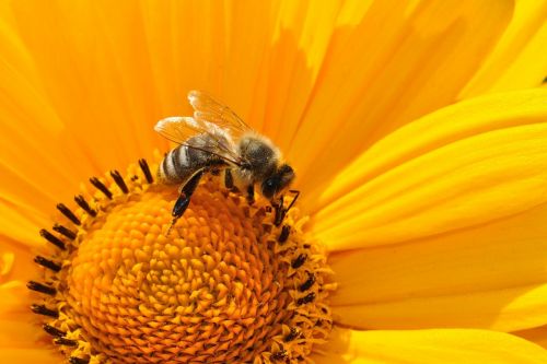 Az Európai Bizottság nyilvántartásba vette a méhek védelmében indult polgári kezdeményezést