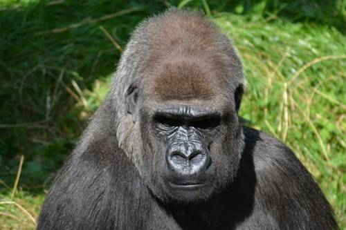 Gorillaturizmus Ruandában