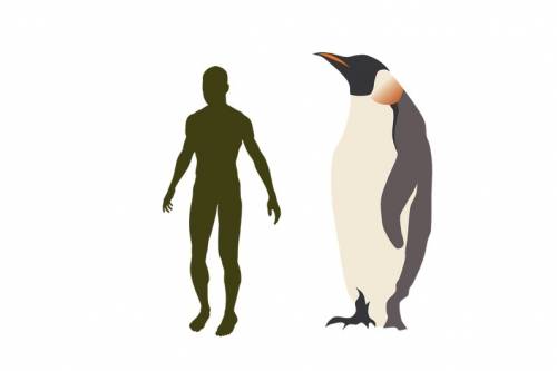 Két méter magas pingvin
