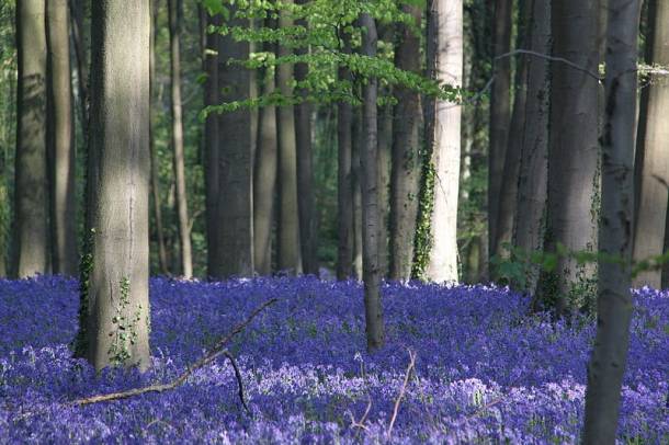 Hallerbos-erdő, Belgium
Forrás: commons.wikimedia.org
Szerző: Donar Reiskoffer