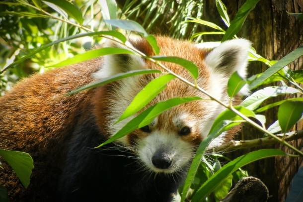Vörös panda
Forrás: pixabay.com