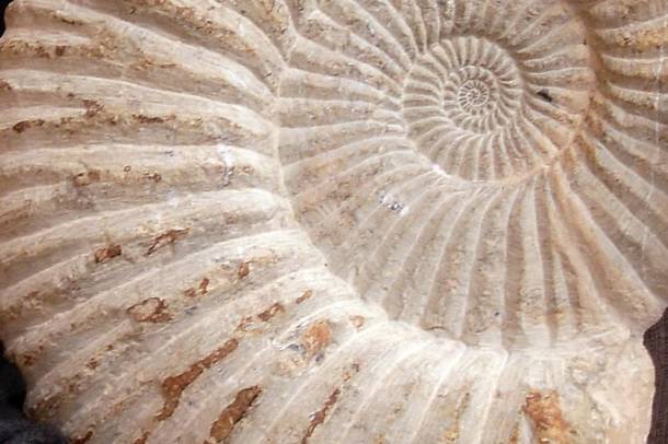 Ammonitesz fosszília
Forrás: wikipedia.org