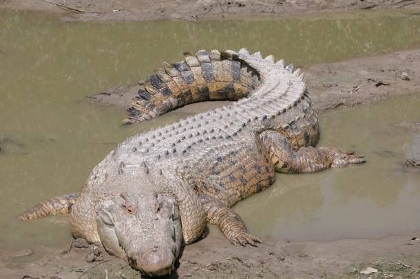Bordás krokodil
Forrás: commons.wikimedia.org