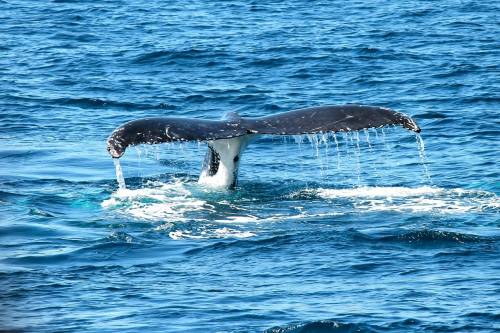 A bálna nem felejt - Kiváló memóriájuknak köszönhetően találnak vissza kedvenc táplálkozóhelyeikre a kék bálnák
