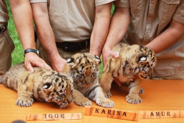 Az újszülött tigriskölykök: Igor, Karina és Amur