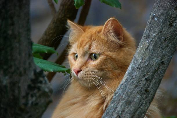 Vörös macska (illusztráció)
Forrás: pixabay.com