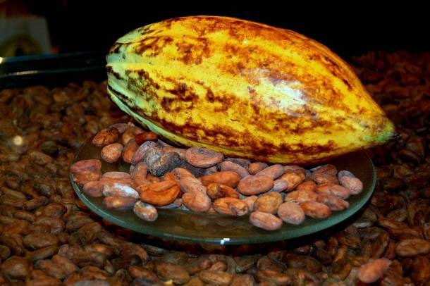 A Theobroma cacao (kakaófa) gyümölcse és a termésének magjai a kakaóbabok
Forrás: wikipedia.com
