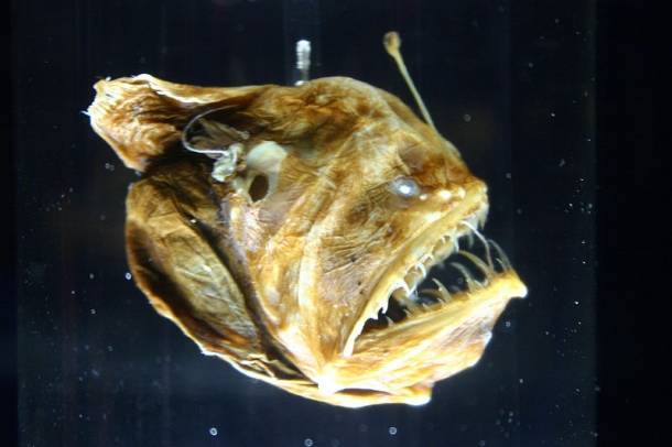 Melanocetus-johnsonii, avagy mélytengeri horgászhal, más néven Púpus horgászhal
Forrás: commons.wikimedia.org
Szerző: Ryan Somma
