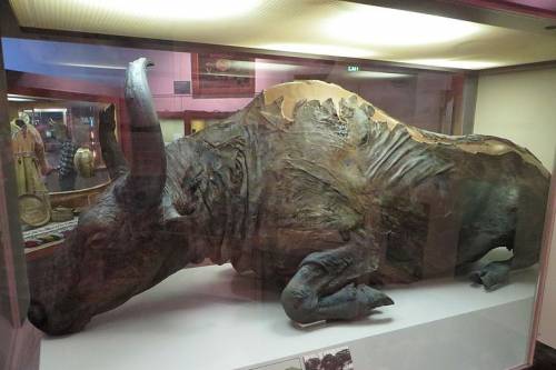 Mumifikálódott bölényt találtak