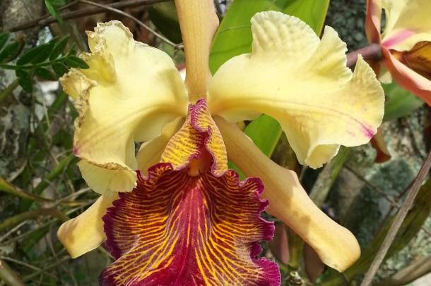 Cattleya orchidea
Forrás: pixabay.com