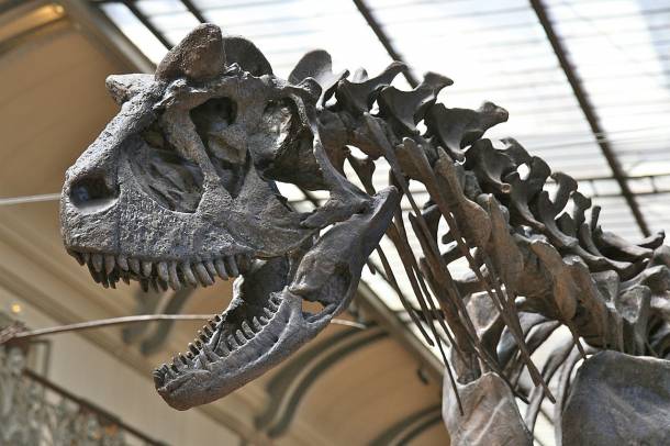 Dinoszaurusz csontváz
Forrás: pixabay.com