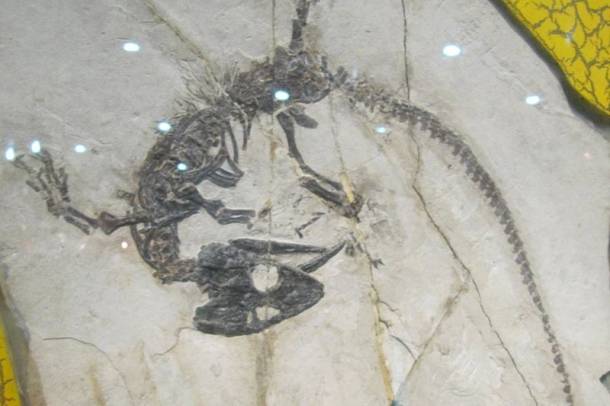 Philydrosaurus fosszilia a Pekingi múzeumban
Forrás: fr.wikipedia.org
Szerző: i a walsh