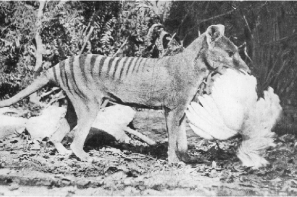 Erszényes farkas, más néven Tazmán Tigris
Forrás: commons.wikimedia.org