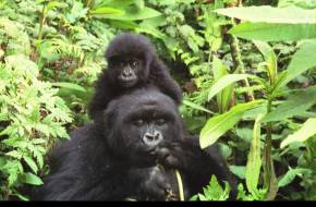 A hegyi gorillák küzdelme a túlélésért