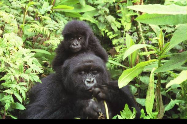 Gorilla anya és gyermeke a ruandai Volcanoes Nemzeti Parkban
Forrás: wikipedia.hu
Szerző: Sarel Kromer