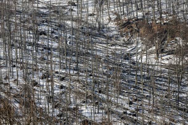 Kidőlt fák a Börzsönyben
Forrás: MTI
Szerző: MTI/Mohai Balázs