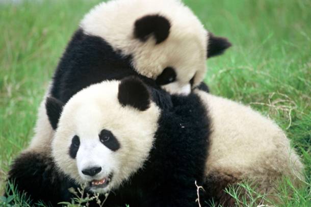 Pandaszeretet
Forrás: wwf.hu