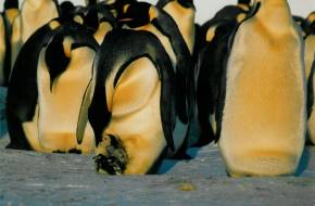 Így hat a császárpingvinekre a klímaváltozás