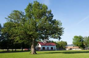 Az Európai Év Fája egy 150 éves észt tölgyfa