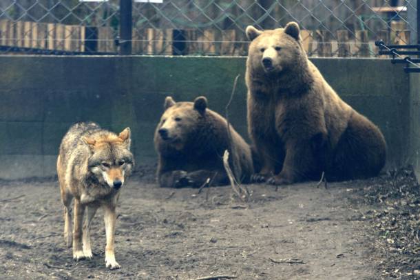 Medvék farkassal
Forrás: mti.hu