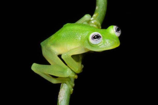 Mintha róla mintázták volna Brekit
Forrás: Costa Rican Amphibian Research Centre