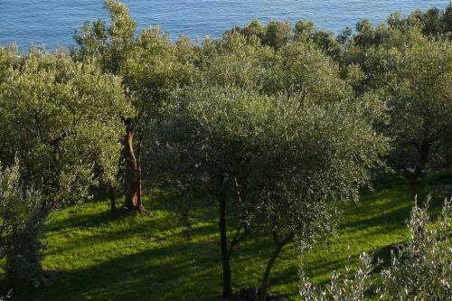 Az olívaolaj megváltoztatta a világot | 2. rész