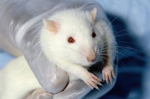 Egy laboratóriumi patkány
Forrás: commons.wikimedia.org