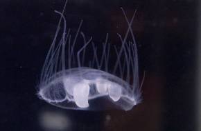 Édesvízi medúzákat fedeztek fel