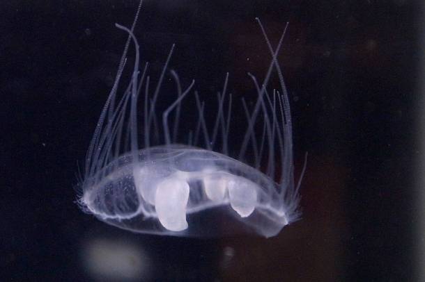 Édesvízi medúza
Forrás: commons.wikimedia.org
Szerző: OpenCage