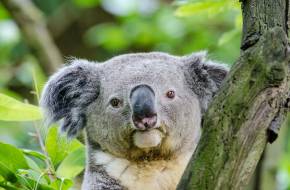 Íme a konfliktuskerülő koalák