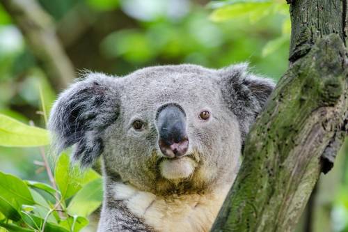 Íme a konfliktuskerülő koalák