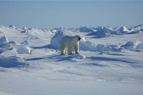 Növekedett az északi-sarki jégtömeg