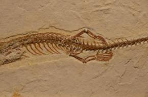 Négylábú "kígyó" fosszíliát találtak