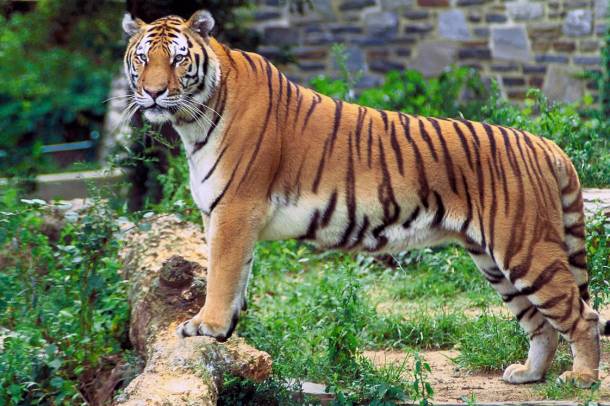 Bengáli tigris
Forrás: wikipedia.org
Szerző: Hollingsworth, John and Karen, retouched by Zwoenitzer